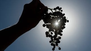 Winzer und deren Mitarbeiter sind besonders gefährdet, Hautkrebs zu bekommen. Grund dafür ist die starke Sonne im Weinberg.