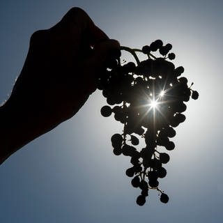 Winzer und deren Mitarbeiter sind besonders gefährdet, Hautkrebs zu bekommen. Grund dafür ist die starke Sonne im Weinberg.