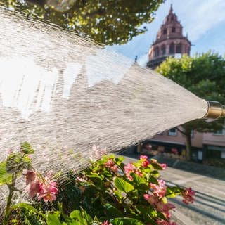 Vor dem Dom in Mainz werden die Blumen mit einem dicken Wasserstrahl gewässert. Die Hitze hält Rheinland-Pfalz in Atem.