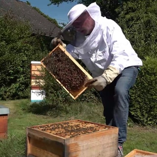 Imker mit Bienenstock