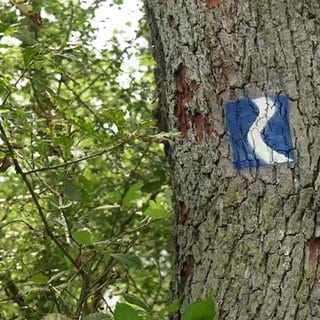 Rheinsteig Symbol auf Baum