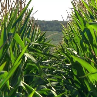 Rheinland-Pfalz Wetter vom 15.8.2024