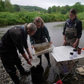 Dieses Team aus vier jungen Wissenschaftlerinnen kommt regelmäßig hierher. Sie untersuchen das Leben im Flussbett der Ahr. Mit dem Kescher fangen sie kleine wirbellose Tiere wie Würmer, Schnecken und Insektenlarven