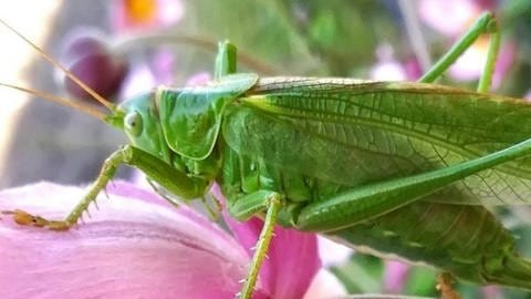 Eine Grille sitzt auf einer rosa Blüte