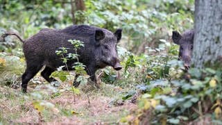 Jäger erlegen in Rheinland-Pfalz mehr Wildschweine und Waschbären.