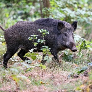 Jäger erlegen in Rheinland-Pfalz mehr Wildschweine und Waschbären.