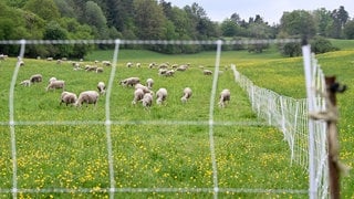 Unter anderem Elektrozäune gehören in Rheinland-Pfalz zu den geförderten Herdenschutzmaßnahmen gegen Wolfsangriffe. Die Kosten für das Wolfsmanagement ohne Abshuss steigen, die Zahl der Wölfe im Land ebenfalls.