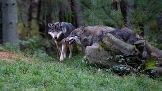 Zwei Wölfe stehen am Waldrand. In RLP sind die Kosten für das Wolfsmanagement in den verganenen Jahren stark gestiegen. Die Landesregierung setzt auf Herdenschutz, die CDU-Opposition kritisiert diese Politik.