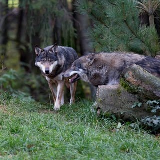 Zwei Wölfe stehen am Waldrand. In RLP sind die Kosten für das Wolfsmanagement in den verganenen Jahren stark gestiegen. Die Landesregierung setzt auf Herdenschutz, die CDU-Opposition kritisiert diese Politik.