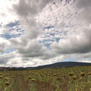 Wolken über Sonnenblumenfeld