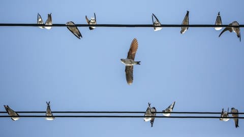 Schwalben sammeln sich auf Stromleitung