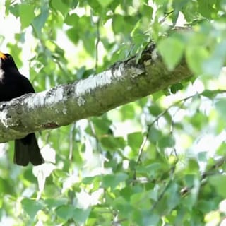 eine Amsel sitzt in einem Baum