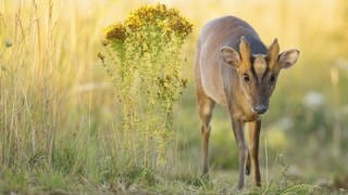 Der Chinesische Muntjak gehört zu den invasiven Arten in Rheinland-Pfalz.