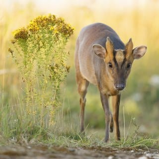 Der Chinesische Muntjak gehört zu den invasiven Arten in Rheinland-Pfalz.