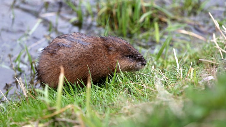 Die Bisamratte gehört zu den invasiven Arten in Rheinland-Pfalz.