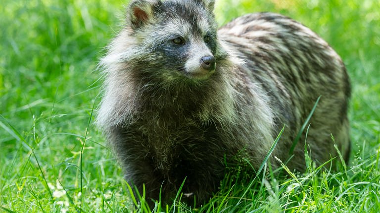 Der Marderhund gehört zu den invasiven Arten in Rheinland-Pfalz.