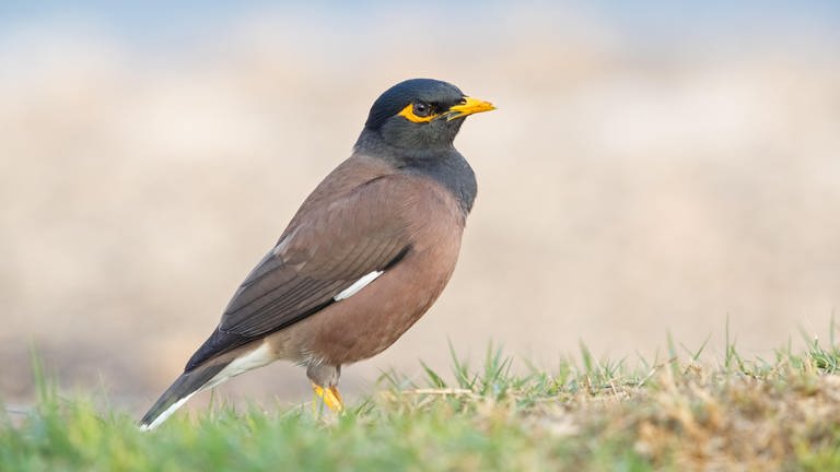 Der Hirtenmaina gehört zu den invasiven Arten in Rheinland-Pfalz.