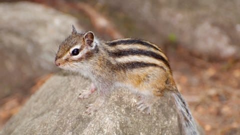 Der Burunduk gehört zu den invasiven Arten in Rheinland-Pfalz.