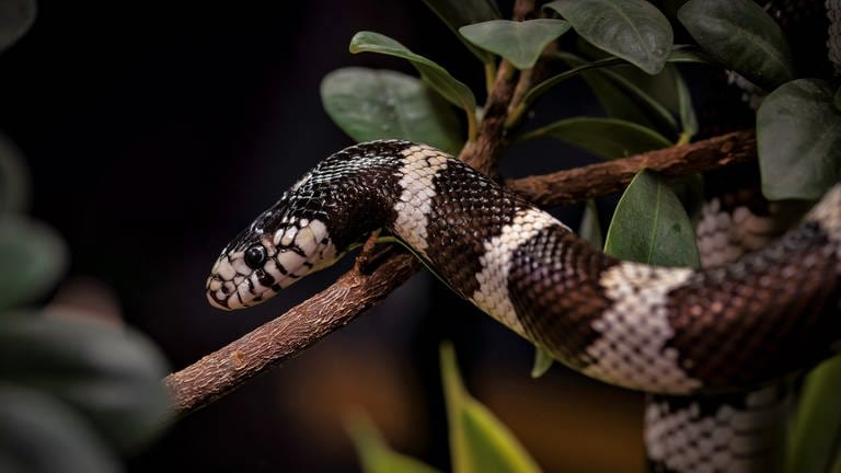 Die Kalifornische Kettennatter gehört zu den invasiven Arten in Rheinland-Pfalz.