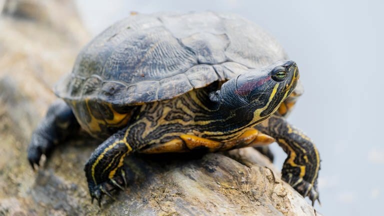 Die Rotwangen-Schmuckschildkröte gehört zu den invasiven Arten in Rheinland-Pfalz.