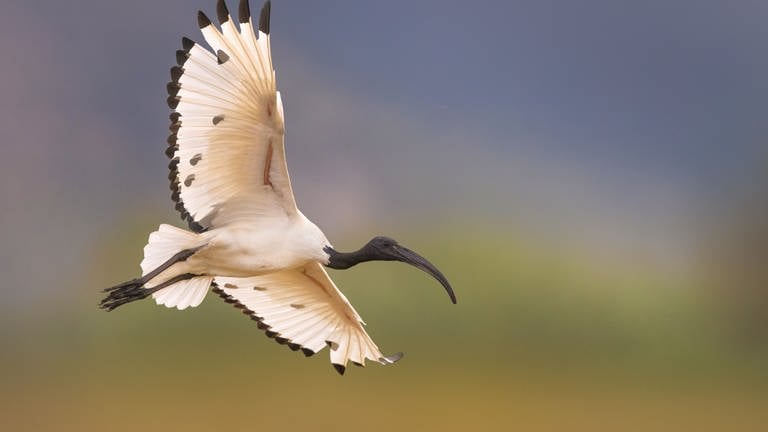 Der Pharaonenibis gehört zu den invasiven Arten in Rheinland-Pfalz.