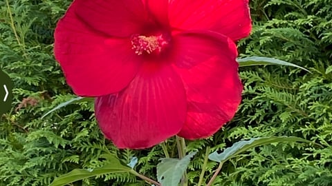 Hibiskusstaude von Bodo Müller