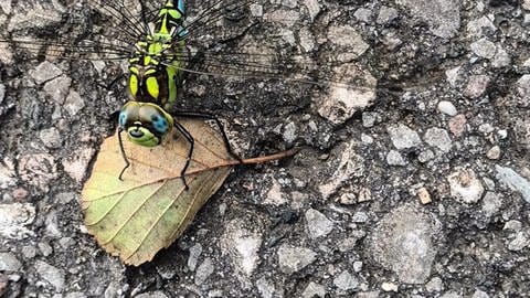 Foto von Marie-Luise Munnes zeigt Mosaikjungfer 