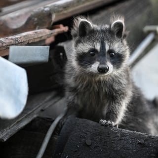 Waschbären vermehren sich so stark in RLP, dass heimische Tierarten bedroht sind.