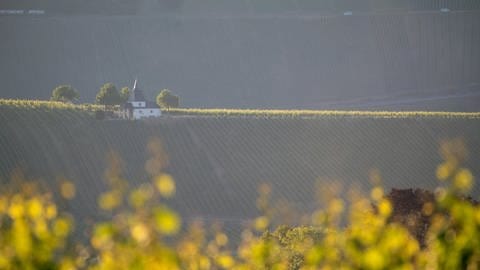 Die Sonne geht über den Weinbergen bei Trittenheim an der Mosel auf. In Rheinland-Pfalz zeigt sich der Spätsommer im Moment von seiner goldenen Seite.