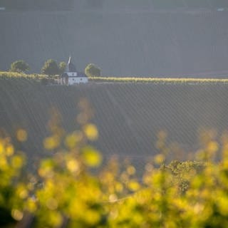 Die Sonne geht über den Weinbergen bei Trittenheim an der Mosel auf. In Rheinland-Pfalz zeigt sich der Spätsommer im Moment von seiner goldenen Seite.