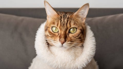 Es wird kühler. Zeit, die berühmten "Übergangsjacken" auszupacken | Sujetbild: Eine Katze mit einem Pullover