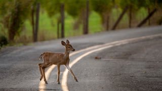 Ein Reh steht auf einer Straße. Nun zum Herbstbeginn müssen Autofahrer vor allem in der Dämmerung wieder vermehrt auf Wildwechsel achten.