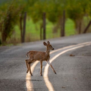 Ein Reh steht auf einer Straße. Nun zum Herbstbeginn müssen Autofahrer vor allem in der Dämmerung wieder vermehrt auf Wildwechsel achten.