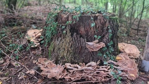 Der herbstlliche Wald bei Alf - ein Foto unserer Newsticker-Leserin Angela van den Bergh