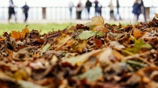 Ein Haufen feuchtes Herbstlaub. Tropfen sind auf den Blättern, die meist gelb-braun verfärbt sind. 