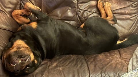 Rottweiler liegt auf einer Couch