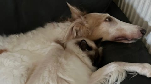 Hund und Katze kuscheln zusammen