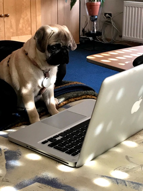 Mops vor einem Laptop