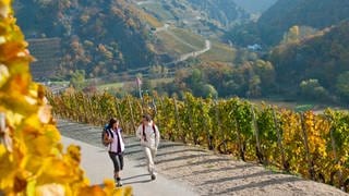 In den Herbstferien lockt das bunte Laub der Weinberge in RLP zu Ausflügen.