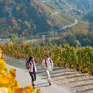 In den Herbstferien lockt das bunte Laub der Weinberge in RLP zu Ausflügen.