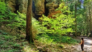 In der Südeifel erwartet Spaziergänger und Wanderer eine bizarrer Felsenlandschaft aus Buntsandstein.