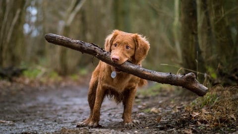 Kleiner Hund mit großem Stock: Der Wald ist wichtiger Lebens- und Erholungraum für Tiere, Pflanzen, Pilze und Menschen.