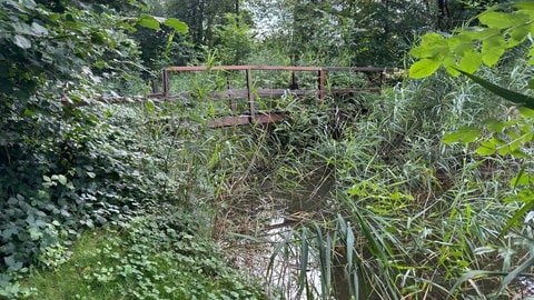 Die neue Bundeswaldinventur zeigt, dass Rheinland-Pfalz viele "naturnahe" Waldstücke hat.