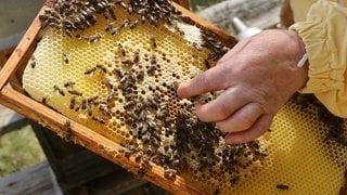 Imker in Rheinland-Pfalz haben 2024 deutlich weniger Honig geerntet als im Vorjahr. Schuld was das schlechte Wetter.