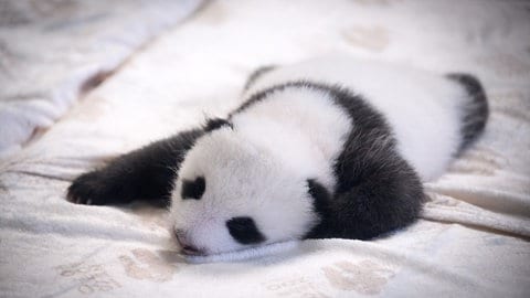 Einer der zwei neugeborenen Panda-Bären im Berliner Zoo. 