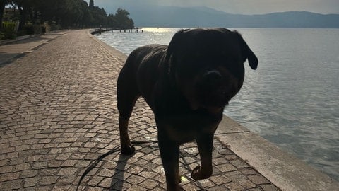 Gardasee mit Hund