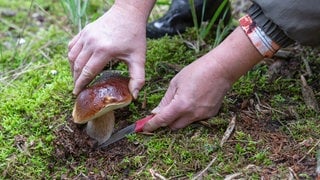 Der Herbst ist Pilzzeit - Diese Sachen gilt es beim Pilzesammeln im Wald zu beachten.