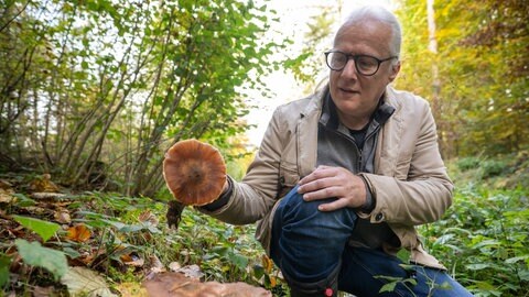 Der Eifeler Pilzsachverständige Thomas Regnery hält einen Hallimasch (Armillaria ) Pilz in der Hand. 