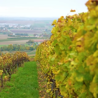 Weinberge