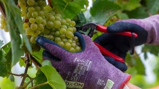 Handlese von Chardonnay Weintrauben in der Pfalz: Dieses Jahr war der Ertrag in manchen Anbaugebieten etwas niedriger als im Vorjahr - so die Bilanz der Weinernte 2024 vom Deutschen Weinbauverband.